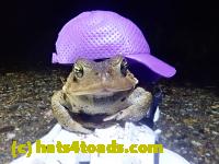 /home//u458753944/public_html/sourcegallery//Roxborough Toad Detour/2021/2021-04-11/P4110253.JPG